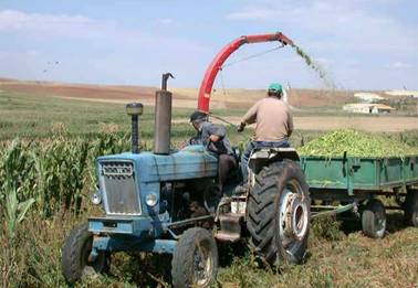 Silaj yap?lacak m?s?r?n biilmesi